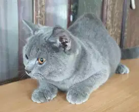 British sort haïr jantan kitten 4 bulan