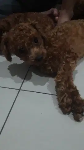 DIJUAL CEPAT RED POODLE BETINA