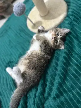 Kucing Scottish x BSH