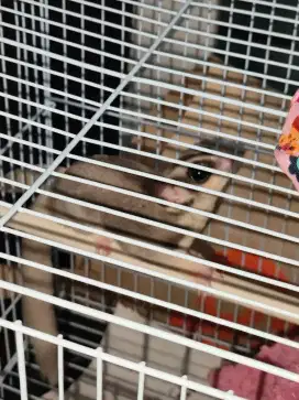 Sugar glider buntut putih