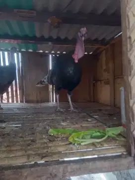 DIJUAL Ayam Kalkun Jumbo