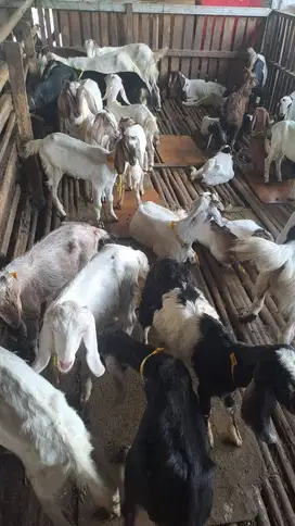 menyediakan hewan qurban 2025