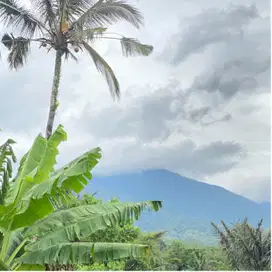Di jual kebun kopi dengan view sawah , gunung dan laut