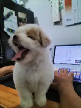 Anak Anjing/ puppy Maltese Jantan