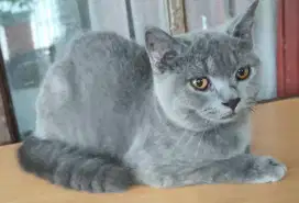 British shorthair jantan kitten 4 bulan