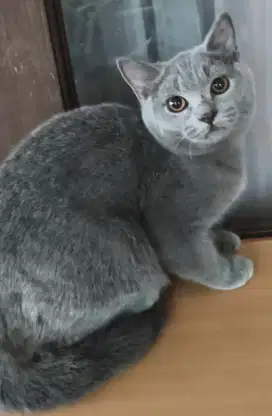 British shorthair  kitten jantan 4 bulan
