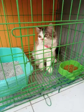 Lepas adop flatnose bigbone warna calico betina usia 5bulan lebih
