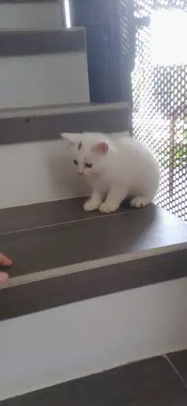 KITTEN USIA 3 BULAN BETINA