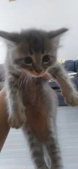 KITTEN USIA 3 BULAN JANTAN