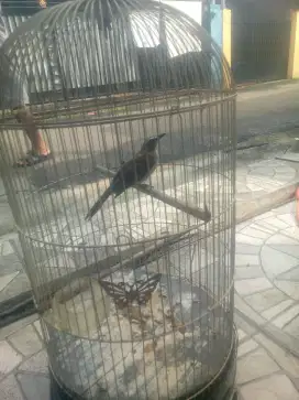 Burung trucukan udah ngepur rajin bunyi aja