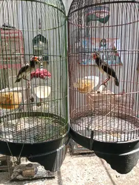Burung jalak uren mandirian