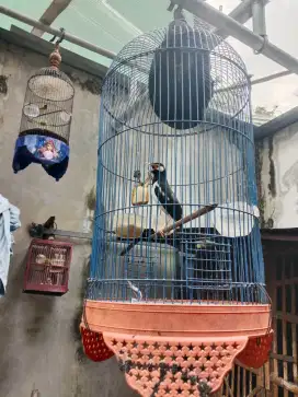 Burung jalak uren gacoran