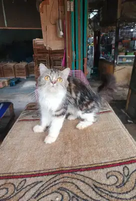 Flatnose betina 7,5 bulan