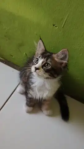 Lepas adopt kitten mix dome 2,5bulan
