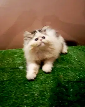 kitten persia peaknose
