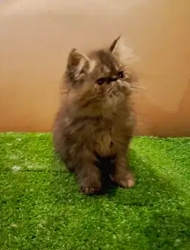 kitten persia peaknoe extreem
