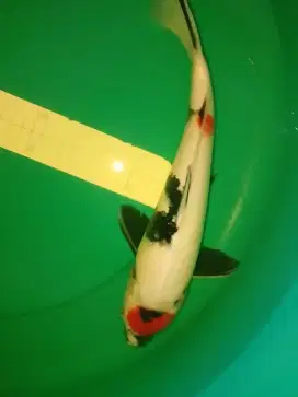 Ikan koi jenis Tancho SHOWA 32cm