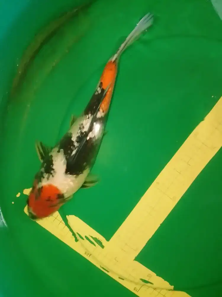 Ikan koi jenis Showa ginrin 36cm
