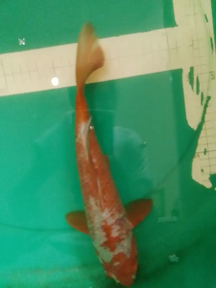Ikan koi jenis Sabikoyo 32cm sertifikat Khusnul