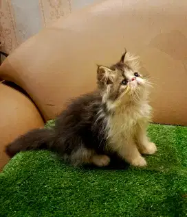 kitten persia peaknose