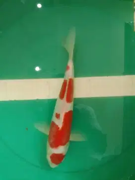 Ikan koi jenis Kohaku Doitsu 36cm
