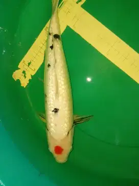 Ikan koi jenis Tancho Ginrin 41cm male