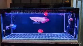 Arwana super red serti