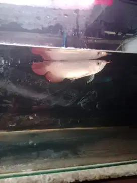 Ikan Arwana Super red - Sertifikat chip lengkap