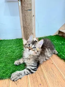 Male Mainecoon PED CFA / Mainecoon Jantan