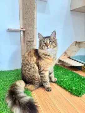Female Mainecoon / Mainecoon Betina PED CFA