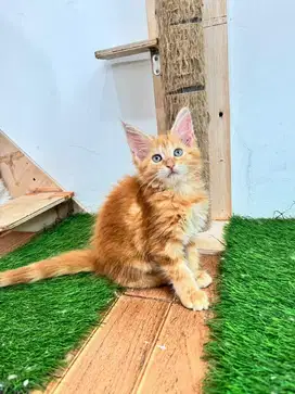 Female Mainecoon / Mainecoon Betina PED CFA