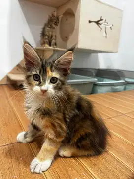 Female Mainecoon / Mainecoon Betina / Calico Mainecoon