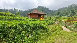 JUAL CEPAT TANAH DAN VILA CIWIDEY HARGA TERJANGKAU