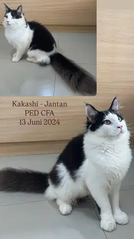 Indukan Mainecoon Jantan / Male Mainecoon Adult