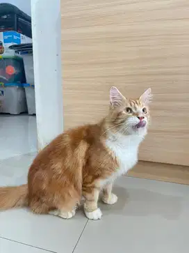 Indukan Mainecoon Jantan / Male Mainecoon Adult