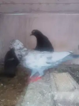 Burung dara pasangan dan bujang