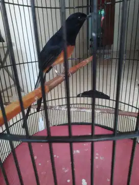 Jual murai batu