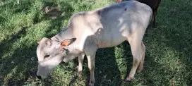 Jual cepat induk sapi anak jantan