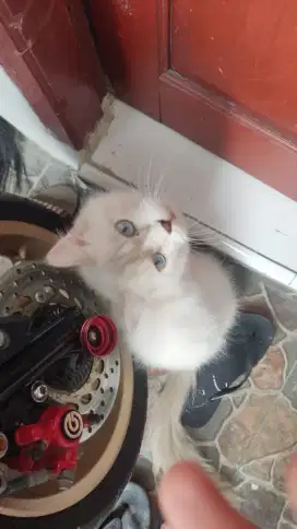 JUAL CEPAT RAGDOLL JANTAN