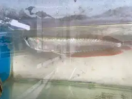Ikan arowana silver brazil