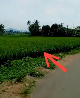 Sawah Produktif Dekat Jalan Nasional Cariu Jonggol Bogor Timur