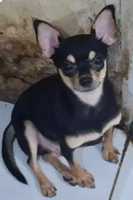 Dijual Puppy Chihuahua