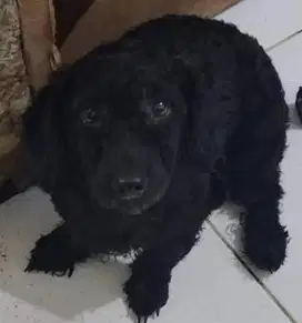 Dijial Puppy Poddle Warna Hitam