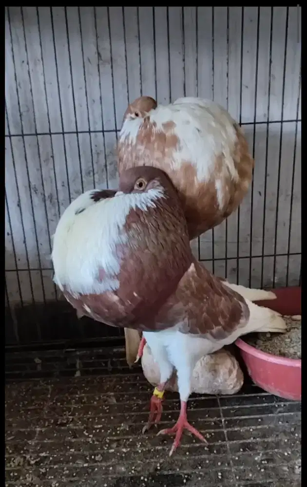 Merpati hias gondok