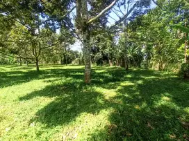 Jual kebun durian