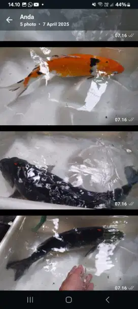 Ikan koi  impor  ukuran 70 cm bagus