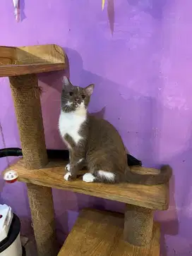 kucing cinamon scottish straight