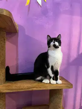 kucing scottish straight