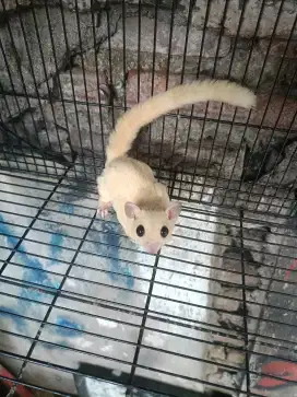 Sugar Glider Sepasang Indukan Leu dan Wf