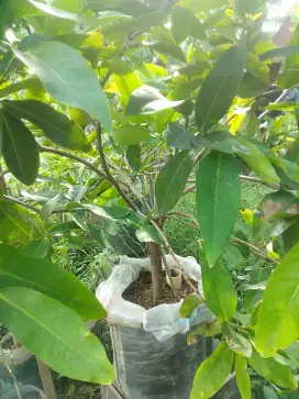 Jambu dalhari tinggi 1 meter